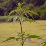 New Jersey Hemp Industry In Limbo After Court Decision Upholding State Ban On Product Sales