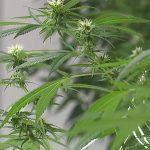 South Central Kentucky counties, cities vote in support of medical marijuana businesses