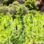 Nebraska AG Warns Of Coming Crackdown On Hemp-Derived Products, Including Delta-8 THC