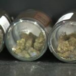 Minnesota’s retail cannabis industry growing educational opportunities