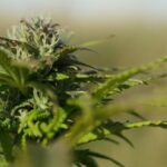NC should reject backdoor marijuana legalization