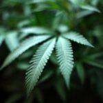 Suspended cannabis testing lab has appealed and will sue regulators, owner says