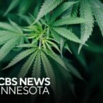 Albert Lea approves 2 of 3 cannabis businesses