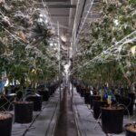Three years after legalizing recreational cannabis, RI opens applications for new stores