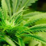 Quin Hillyer: I don’t like guns and hate weed, but my distaste must bow to the Constitution.