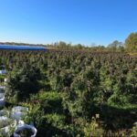 OPP say Tyendinaga cannabis farm blitz resulted in 29 people charged