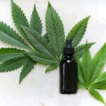 Weekly Roundup on the Cannabis Sector & Psychedelic Sector
