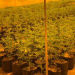 Meeker police searching for suspects in marijuana grow armed robbery