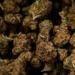 OPINION: Why Trump’s cannabis rescheduling can’t come soon enough