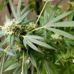 Montana cannabis industry hopeful as Trump reclassifies marijuana