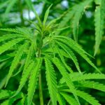 Hemp Bill Passes Senate