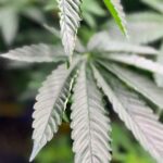 DC’s closure of 100th illegal marijuana operation marks milestone for city’s crackdown