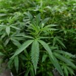 California Supreme Court rules on legality of marijuana crumbs in car