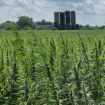 Hemp in the States: An Update on Legislative Efforts Now Underway