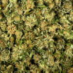 BIRN: From Skopje to Kruševac – companies and individuals linked to marijuana cultivation