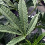 Paxton pushes back on Stitt call to put medical marijuana back to a vote