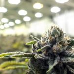 Is weed legal in Florida and will marijuana be on the 2026 ballot?