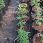 South Carolina hemp regulation proposal hits roadblock