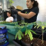 Florida Supreme Court asked to revive recreational pot push