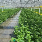 Former Ayr cannabis cultivation facility in Ohio sells for $28.5 million