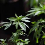 What the executive order on marijuana reclassification means for security clearance holders