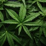 Ohio Attorney General Files Antitrust Lawsuit Against Major Cannabis Operators