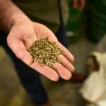 Rockdale development will bring hemp-constructed homes online