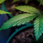 Ohio Cannabis Industry Divided Over Referendum To Block Marijuana And Hemp Restrictions