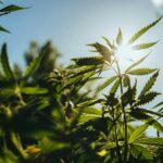 The European hemp industry is gearing up to reclaim its place in the textile market