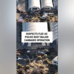 SEE IT: Suspects flee as police bust MAJOR cannabis operation