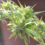 How could Oklahoma lawmakers put medical marijuana back on the ballot for a vote of the people?