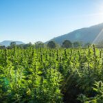 Missouri House Moves to Align State Hemp Laws With Federal Ban