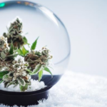 Massachusetts cannabis sales surpass $9 billion milestone