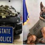 Police K-9 helps troopers find 40lbs of marijuana in Delaware County
