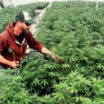 ‘The government put me out of business’: Wisconsin hemp growers, sellers brace for new federal hemp law – Wausau Pilot & Review