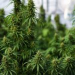 Cannabis shows little benefit for most mental disorders, data review finds