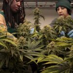 Missouri seeks new vendor to manage state’s marijuana program