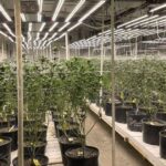 OBN seizes 5,136 plants, 1525 pounds of processed marijuana in Locust Grove