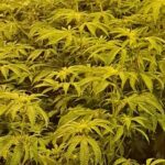 Man charged after police uncover cannabis factory in Enniskillen