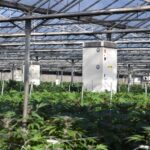 County May Give 7 Carpinteria Cannabis Farms More Time to Install Scrubbers