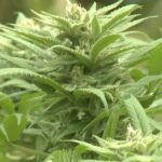 Georgia lawmakers consider synthetic hemp ban, expand medical cannabis