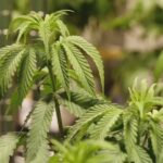 Kansas Democrats push cannabis decriminalization, GOP leadership blocks a vote