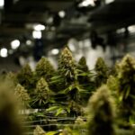 Edibles and international sales drive SNDL’s full-year cannabis revenue record