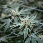 Recreational Cannabis Retail System Approved by Virginia Legislature