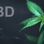 Cannabidiol may help treat severe alcohol addiction and protect the brain from damage