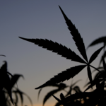 Wisconsin Introduces Bill to Legalize Cannabis and Impose Guardrails on Intoxicating Hemp Products