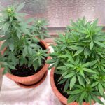 Tennessee Republicans Confess Cannabis Reform Needed; Squash Home-Grow Bill