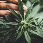 63% of Massachusetts Voters Oppose Petition to Repeal Adult-Use Cannabis Program