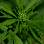 Research claims cannabis compounds could reverse common disease
