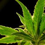 North Carolina panel: legalize and regulate cannabis for adults